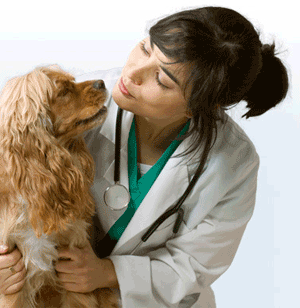 dog and vet